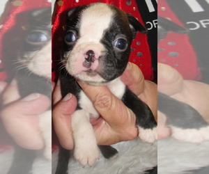 Boston Terrier Puppy for sale in CRKD RVR RNCH, OR, USA