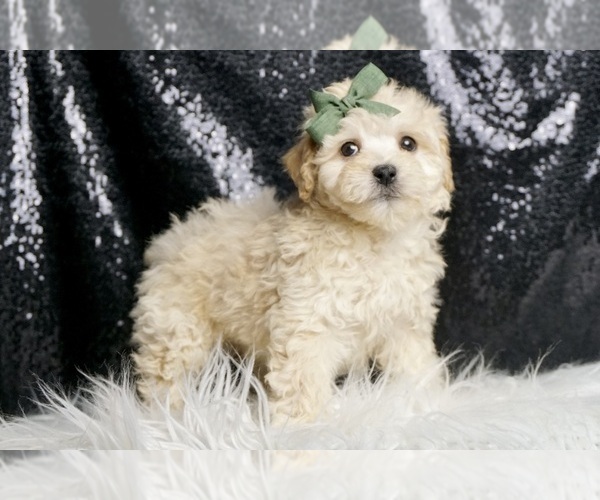 Medium Photo #4 Maltipoo (Miniature) Puppy For Sale in WARSAW, IN, USA