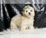 Small Photo #4 Maltipoo (Miniature) Puppy For Sale in WARSAW, IN, USA