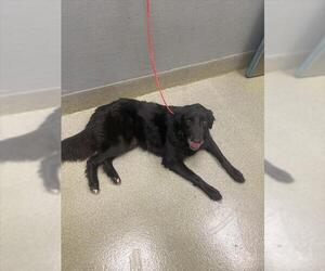 German Shepherd Dog-Unknown Mix Dogs for adoption in Las Vegas, NV, USA