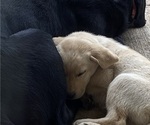 Small Photo #4 Labrador Retriever Puppy For Sale in FRONT ROYAL, VA, USA