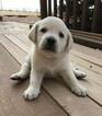 Small Photo #18 Labrador Retriever Puppy For Sale in FOUNTAIN, CO, USA