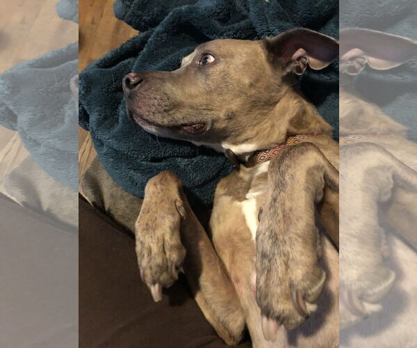 Medium Photo #5 Unknown-Weimaraner Mix Puppy For Sale in Fort Collins, CO, USA