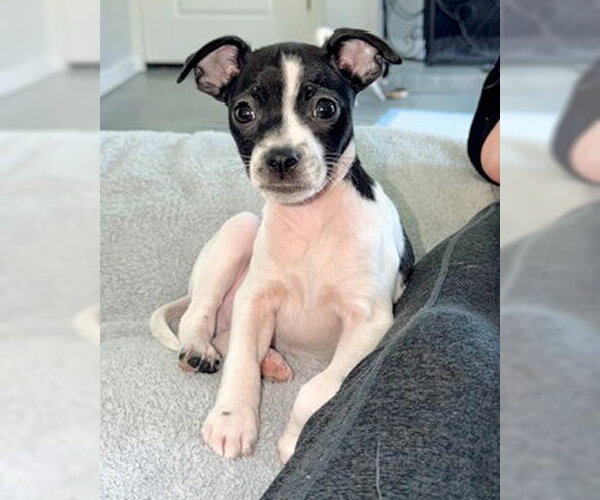 Medium Photo #2 Chihuahua-Unknown Mix Puppy For Sale in Corona, CA, USA