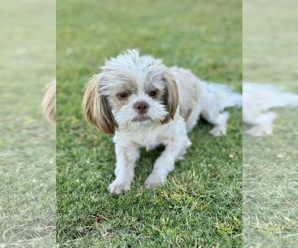 Medium Photo #2 Shih Tzu Puppy For Sale in PIPE CREEK, TX, USA