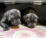 Small Photo #8 Cane Corso Puppy For Sale in DUBUQUE, IA, USA