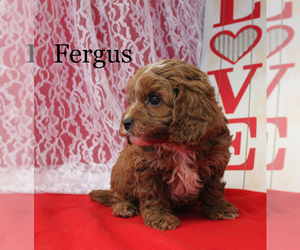 Cavapoo Puppy for sale in CHANUTE, KS, USA