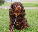 Small Photo #1 Cavapoo Puppy For Sale in THORP, WI, USA