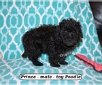 Small #1 Poodle (Toy)