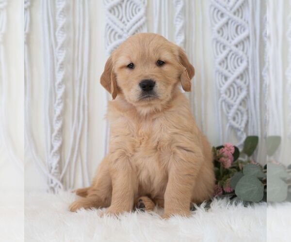 Medium Photo #5 Golden Retriever Puppy For Sale in NEWPORT, PA, USA