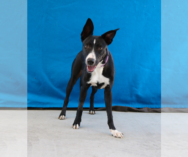 Medium Photo #2 Australian Kelpie Puppy For Sale in Pasadena, CA, USA