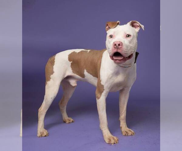 Medium Photo #2 American Pit Bull Terrier-American Staffordshire Terrier Mix Puppy For Sale in Shermans Dale, PA, USA