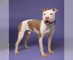 Small #1 American Pit Bull Terrier-American Staffordshire Terrier Mix