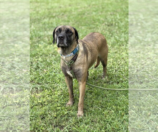 Medium Photo #3 Mutt Puppy For Sale in Virginia Beach, VA, USA