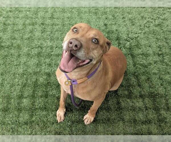 Medium Photo #1 Mutt Puppy For Sale in Pasadena, CA, USA