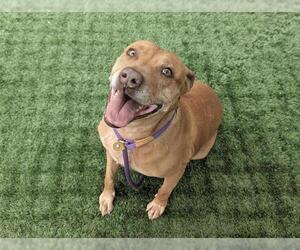 Mutt Dogs for adoption in Pasadena, CA, USA