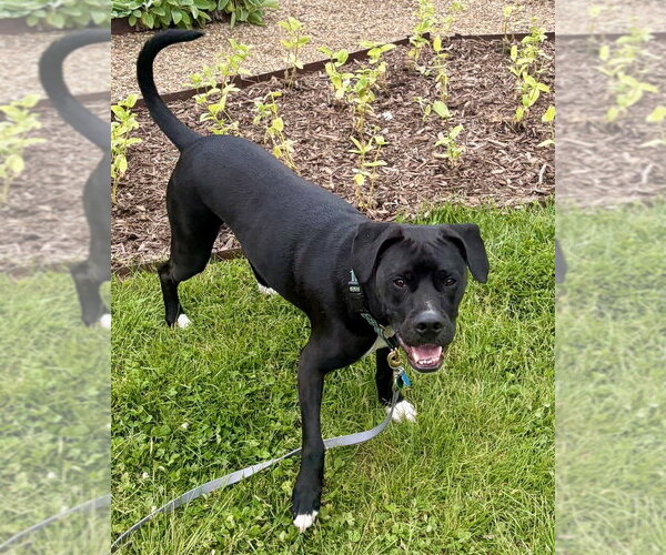 Medium Photo #13 Mutt Puppy For Sale in Springdale, PA, USA