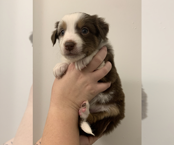 Medium Photo #4 Australian Shepherd-Border-Aussie Mix Puppy For Sale in ORLANDO, FL, USA