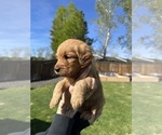 Small Photo #17 Australian Labradoodle Puppy For Sale in STAR, ID, USA