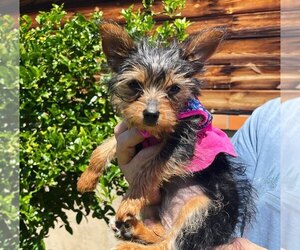 Yorkshire Terrier Puppy for sale in SAN DIEGO, CA, USA