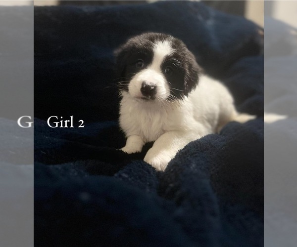 Medium Photo #1 Great Pyrenees-Labradoodle Mix Puppy For Sale in BACONTON, GA, USA