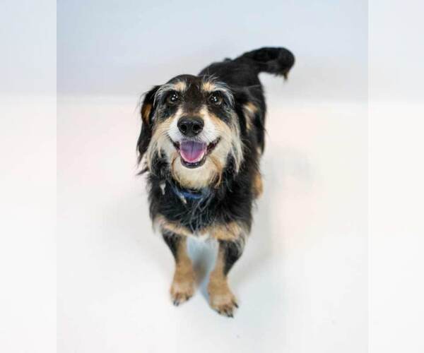 Medium Photo #3 Dachshund-Unknown Mix Puppy For Sale in Kennesaw, GA, USA