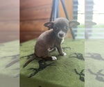 Small #1 Chihuahua