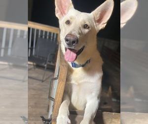 Father of the German Shepherd Dog puppies born on 09/08/2025