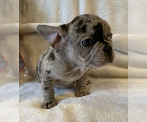 French Bulldog Puppy for sale in JOHNS ISLAND, SC, USA