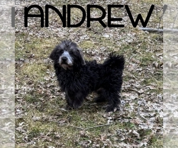 Medium Photo #2 Schnoodle (Miniature) Puppy For Sale in HARTLAND, MN, USA