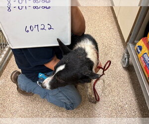 Leo - Male Border Collie Dog for Adoption - Photo #2