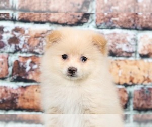 Pomeranian Puppy for sale in BEL AIR, MD, USA