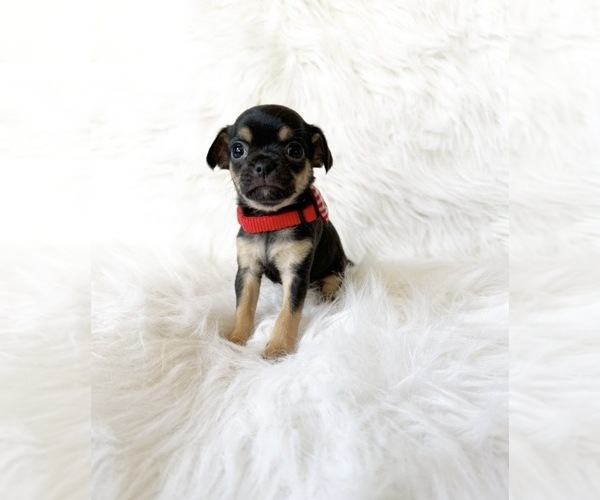 Medium Photo #3 Chihuahua Puppy For Sale in SACRAMENTO, CA, USA