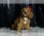Small Photo #51 Cavapoo Puppy For Sale in WARSAW, IN, USA