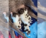 Small Photo #2 German Shorthaired Pointer Puppy For Sale in TIPTONVILLE, TN, USA