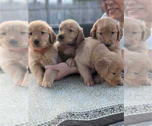 Golden Retriever Puppy for sale in VINELAND, NJ, USA