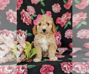 Goldendoodle (Miniature) Puppy for sale in KIRKWOOD, PA, USA