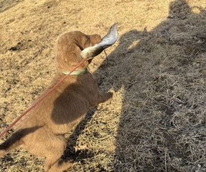 Chesapeake Bay Retriever Puppy for Sale in WAUKON, Iowa USA