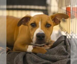 Labrador Retriever-Unknown Mix Dogs for adoption in San Antonio, TX, USA