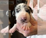 Small #11 Great Dane