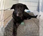 Small #10 Labrador Retriever Mix