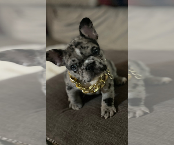 Medium Photo #1 French Bulldog Puppy For Sale in BONAIRE, GA, USA