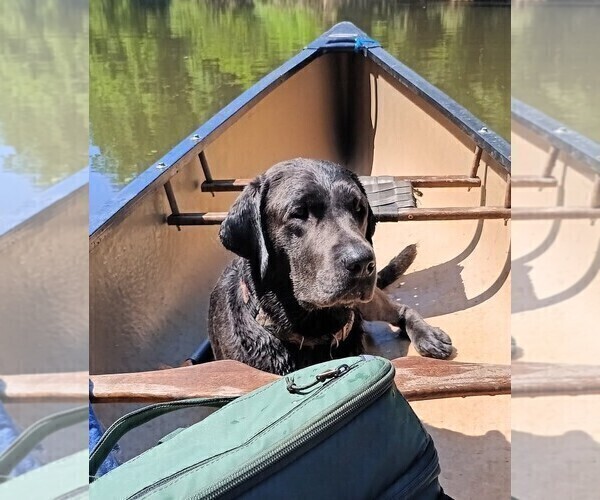 Medium Photo #1 Labrador Retriever Puppy For Sale in PALMYRA, VA, USA