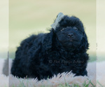 Small Photo #113 Goldendoodle (Miniature) Puppy For Sale in WARSAW, IN, USA