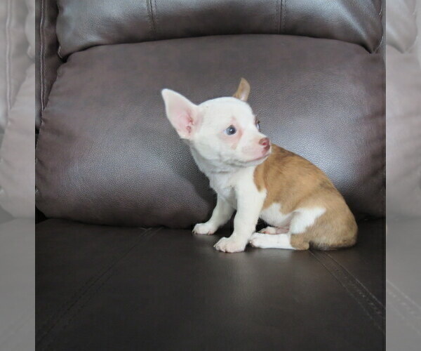 Medium Photo #9 Chihuahua Puppy For Sale in HAYES, VA, USA