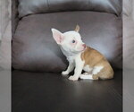 Small #8 Chihuahua