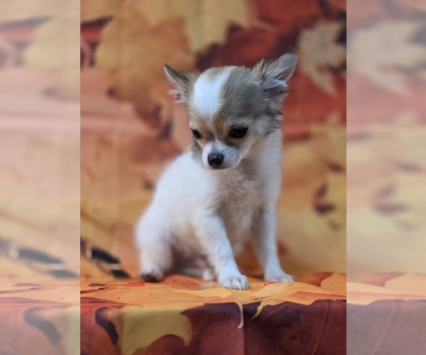 Medium Photo #8 Chihuahua Puppy For Sale in HOMERVILLE, GA, USA