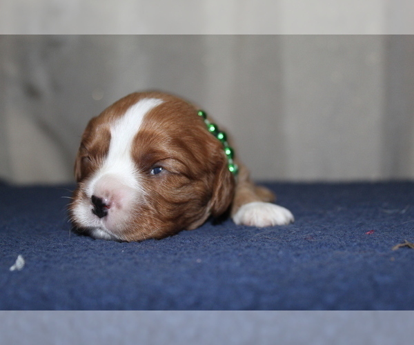 Medium Photo #6 Cavalier King Charles Spaniel Puppy For Sale in SPRING HILL, FL, USA