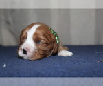Small #5 Cavalier King Charles Spaniel