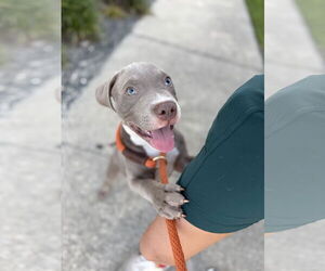 Mutt Dogs for adoption in Sanford, FL, USA